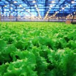 Agroindustria