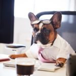 Divulgação _ pet friendly