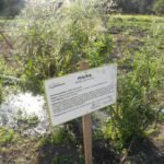 Pfaffia