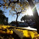 Floradas de ipês-amarelos  florecem em  Brasília