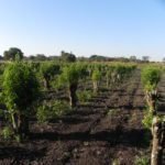 plantacao