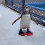 Pinguins em tratamento chinelos