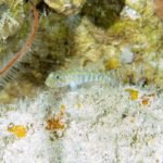 Novas espécias de peixes são descobertas em Fernando de Noronha