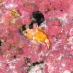 Novas espécias de peixes são descobertas em Fernando de Noronha