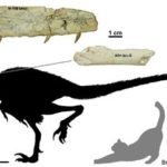 dino_2