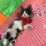 Bloquinho de pets (1)