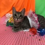 Bloquinho de pets (4)