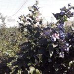 51979856650_1f85e8796e_c