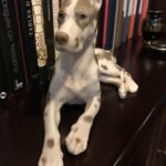 Cachorro nascido em 1773