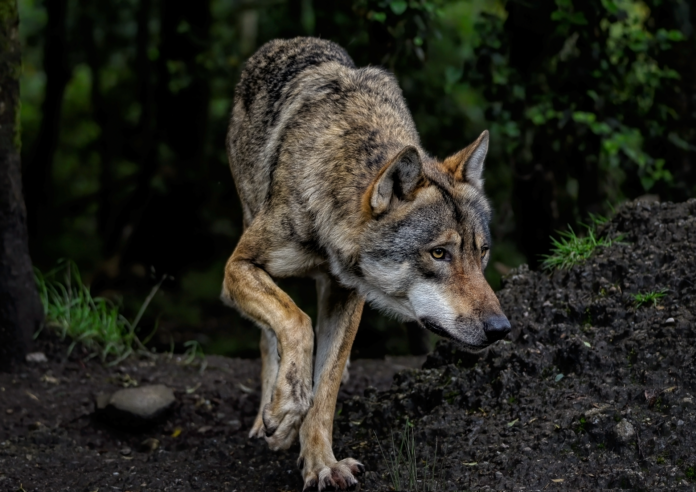 wolf-8199785_1920